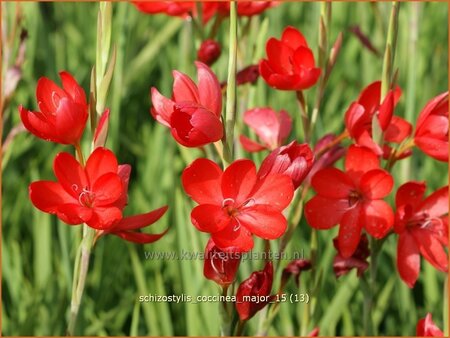 Schizostylis coccinea &#39;Major&#39;