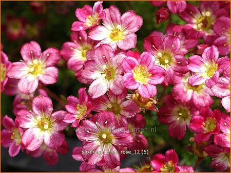Saxifraga 'Pixie Rose'