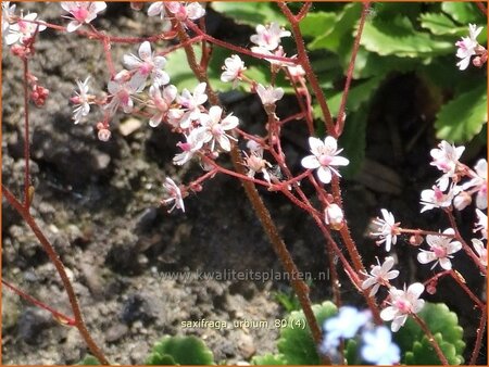 Saxifraga urbium