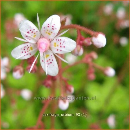 Saxifraga urbium