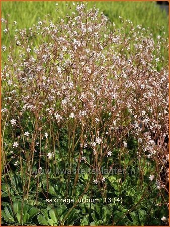 Saxifraga urbium