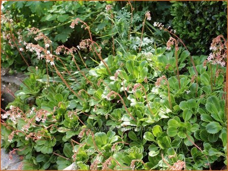 Saxifraga urbium