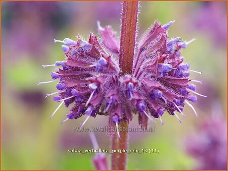 Salvia verticillata &#39;Purple Rain&#39;
