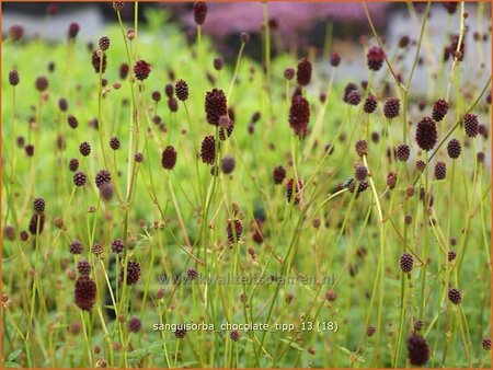 Sanguisorba 'Chocolate Tipp'