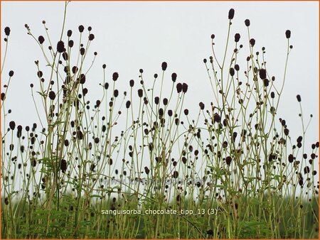 Sanguisorba 'Chocolate Tipp'