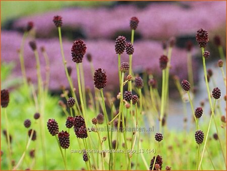 Sanguisorba 'Chocolate Tipp'
