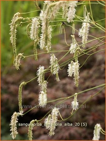 Sanguisorba tenuifolia &#39;Alba&#39;