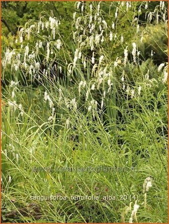 Sanguisorba tenuifolia &#39;Alba&#39;