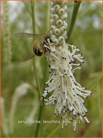 Sanguisorba tenuifolia &#39;Alba&#39;