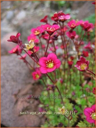 Saxifraga arendsii &#39;Rood&#39;