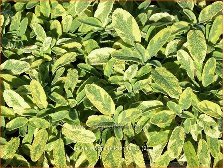 Salvia officinalis &#39;Icterina&#39;