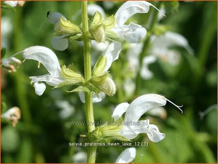 Salvia pratensis &#39;Swan Lake&#39;
