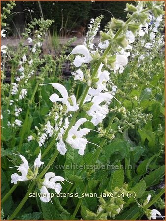 Salvia pratensis &#39;Swan Lake&#39;