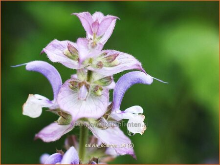 Salvia sclarea