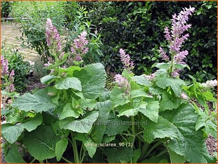 Salvia sclarea