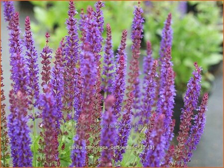 Salvia nemorosa &#39;Ostfriesland&#39;