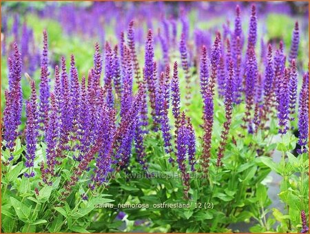 Salvia nemorosa &#39;Ostfriesland&#39;