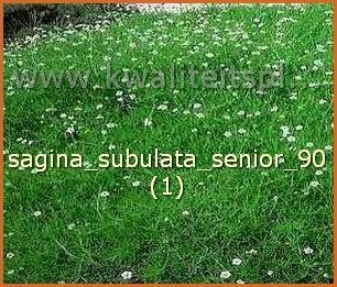 Sagina subulata 'Senior'