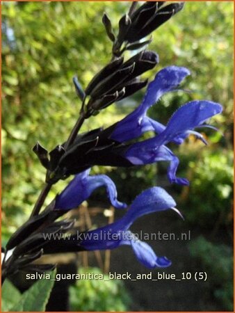 Salvia guaranitica &#39;Black and Blue&#39;