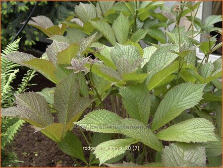 Rodgersia henrici