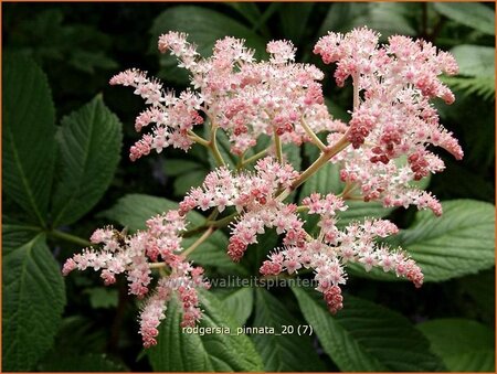 Rodgersia pinnata