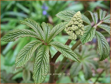 Rodgersia pinnata