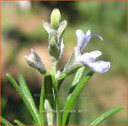 Rosmarinus officinalis