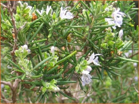 Rosmarinus officinalis