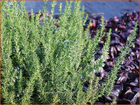 Rosmarinus officinalis &#39;Capri&#39;
