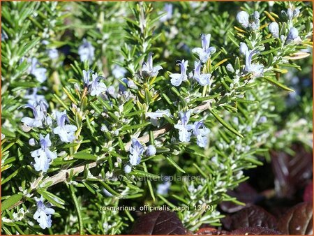 Rosmarinus officinalis &#39;Capri&#39;