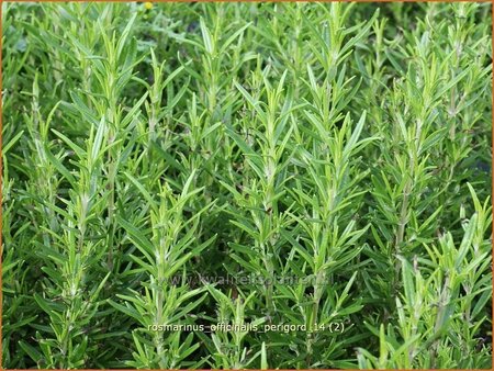Rosmarinus officinalis 'Perigord'