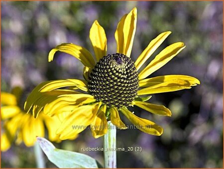 Rudbeckia maxima