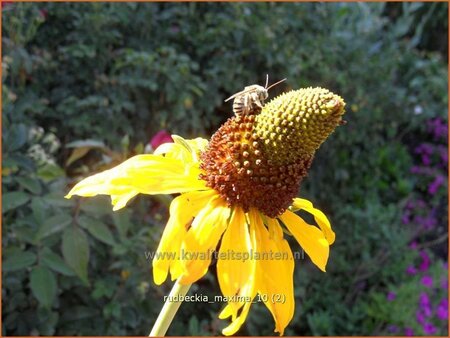 Rudbeckia maxima