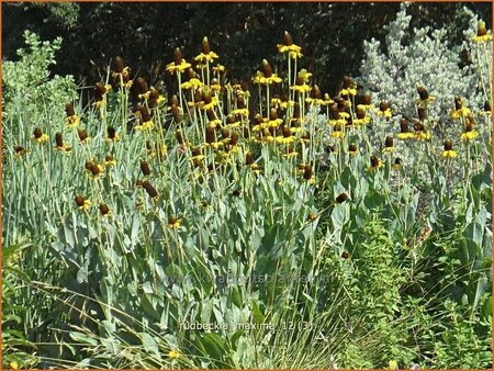 Rudbeckia maxima