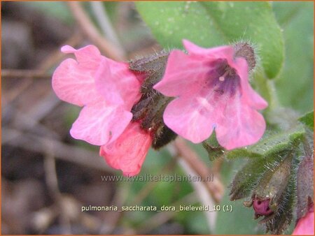 Pulmonaria saccharata &#39;Dora Bielefeld&#39;