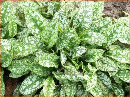 Pulmonaria saccharata &#39;Mrs Moon&#39;