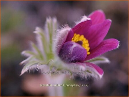 Pulsatilla vulgaris &#39;Papageno&#39;