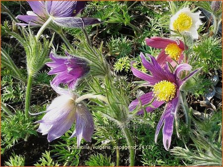 Pulsatilla vulgaris &#39;Papageno&#39;