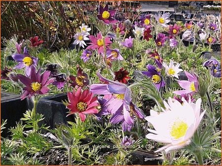 Pulsatilla vulgaris &#39;Papageno&#39;