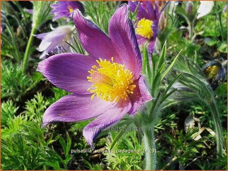Pulsatilla vulgaris &#39;Papageno&#39;