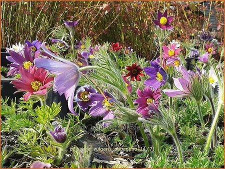 Pulsatilla vulgaris &#39;Papageno&#39;