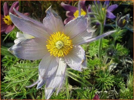 Pulsatilla vulgaris &#39;Papageno&#39;