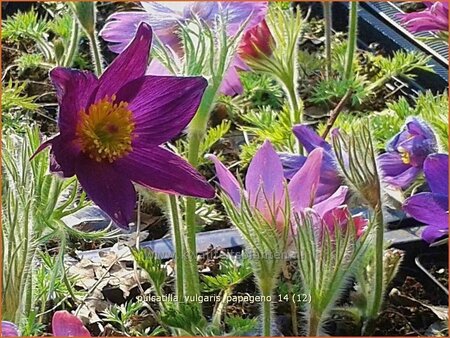 Pulsatilla vulgaris &#39;Papageno&#39;