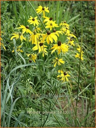 Ratibida pinnata