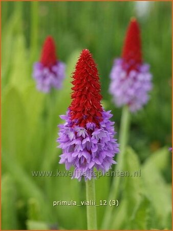 Primula vialii