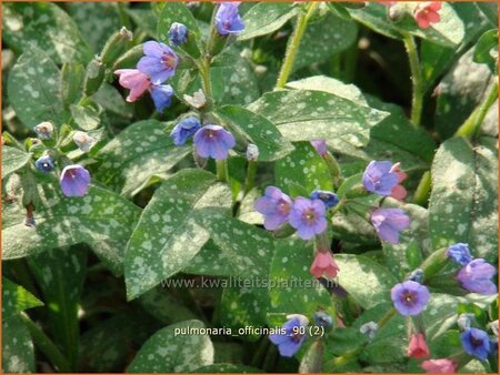 Pulmonaria officinalis