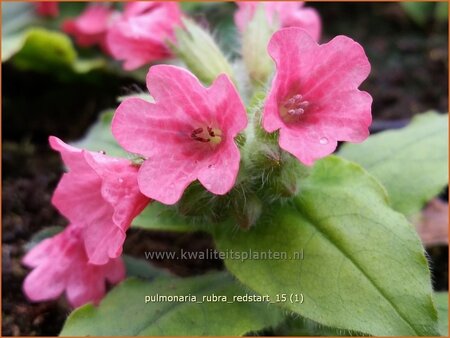 Pulmonaria rubra 'Redstart'