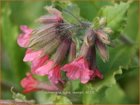 Pulmonaria rubra 'Redstart'