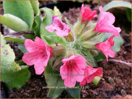 Pulmonaria rubra 'Redstart'