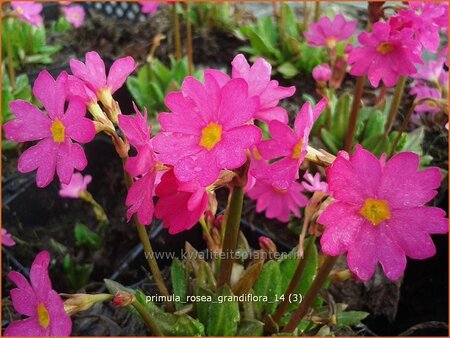 Primula rosea 'Grandiflora'